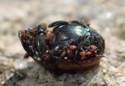 Onthophagus coenobita